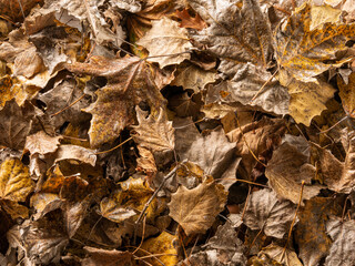 brown autumn leaves background