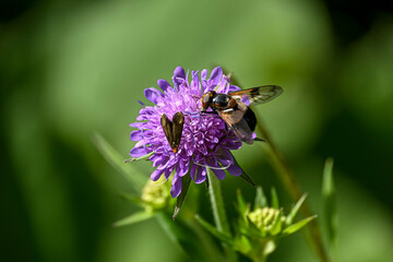 Geo-Pfad bei Achenkirch in Tirol Österreich