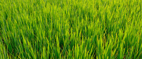 Fresh green grass with dew drops. grass fields and dew in the morning for background.
