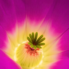 MACRO PHOTOGRAPHY OF A CACTUS FLOWER
