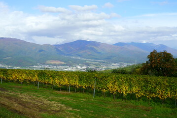 Vineyards of Japanese wineries on a sunny autumn day