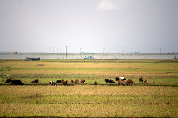 Golden Crop Field view with village background