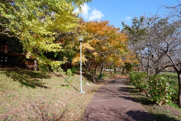 おいらせ　いちょう公園