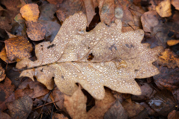 Oak leaf with droplets of rain