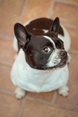 portrait of a dog of breed a french bulldog
