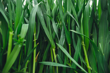 green grass background