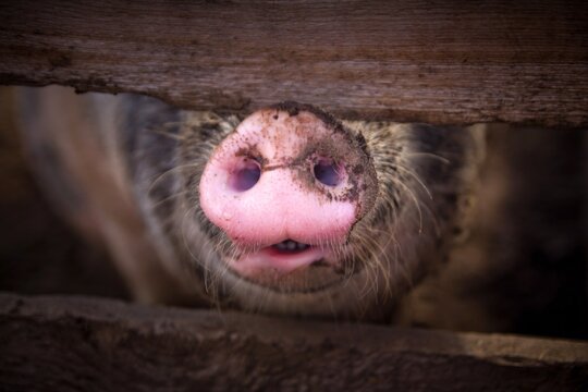Closeup of pink big dirty snout of brown pig through wooden fence.
