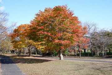 おいらせ　いちょう公園