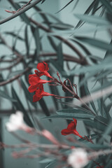 Tropical floral  concept.  Creative wallpaper. Red color. 