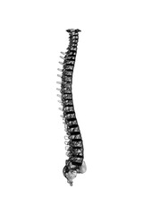 2d illustration human vertebral column
