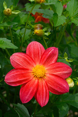 Bunte Gartenblume // Colourful garden flower