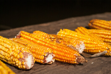 corn 1