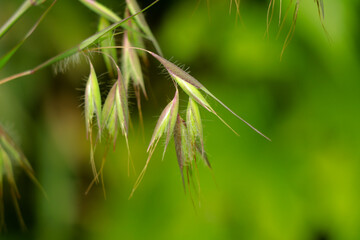 Fototapeta premium Beautiful flowers of a wild grass from Western Ghats