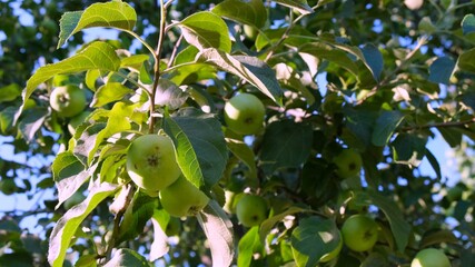 Apple tree in sunlight. apple growing on a branch. Selective focus