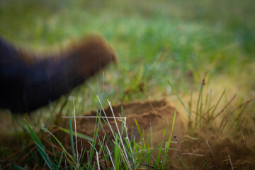 woman leg kicking 
puffball mushroom with brown smog from it 