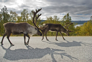 Reindeer. Northern Norway, Finnmark