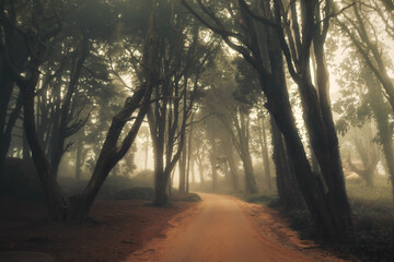 Fototapeta na wymiar The mystical fog of the Sintra forest, Portugal