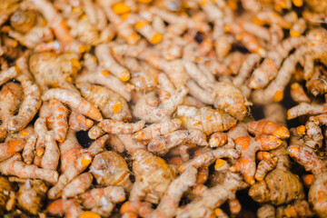 Many fresh turmeric roots as background