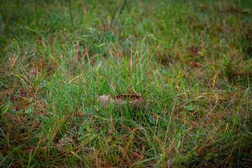 woman leg kicking 
puffball mushroom with brown smog from it 
