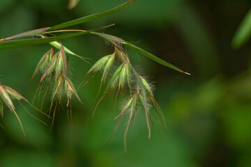 Beautiful flowers of a wild grass from Western Ghats