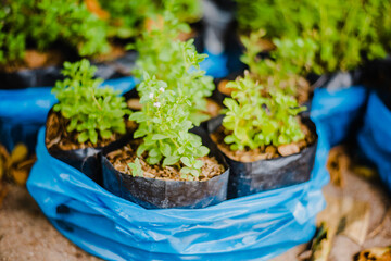 daisy flower grow in farm