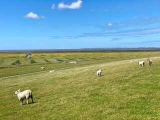 Schafe auf dem Nordseedeich