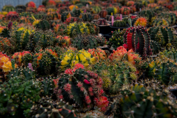 cactus garden desert