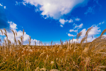 奈良県曽爾高原　秋のすすき