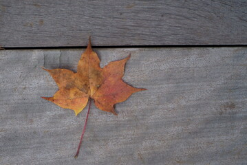 Naklejka na ściany i meble Fallen leaves on the wooden deck