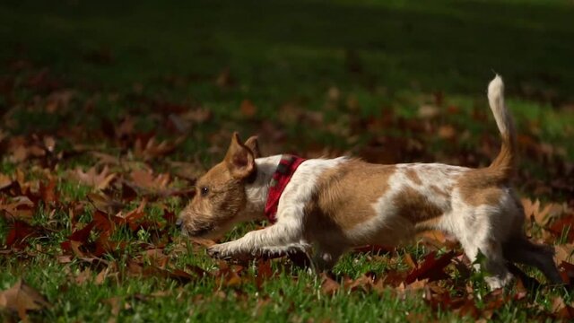 running dog in autumn park, slow motion