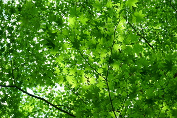 Fototapeta na wymiar Fresh green leaves and sunbeams