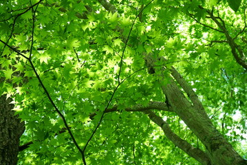 Fresh green leaves and sunbeams