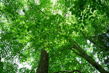 Fototapeta premium Fresh green leaves and sunbeams