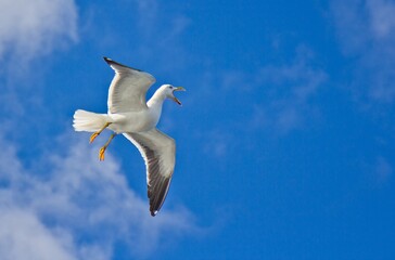 Closeup of a white seagull flying in the blue sky and shouting with opened beak.