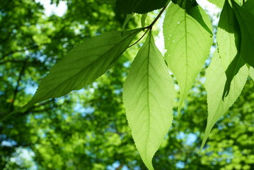 Fototapeta na wymiar Fresh green leaves and sunbeams