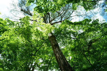 Fresh green leaves and sunbeams