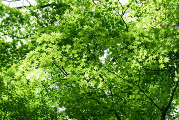 Fresh green leaves and sunbeams