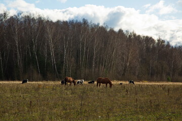 Livestock grazing on an autumn day.