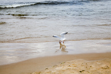 sea sand on the beach