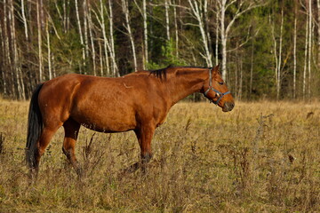 Naklejka premium Livestock grazing on an autumn day.