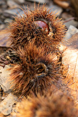 Gros plan sur des bogues contenant des ch&acirc;taignes &agrave; l'automne dans les C&eacute;vennes (Saint-Laurent-le-Minier)