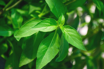 Basil leave.  light green basil leaves in the plantation.  fresh leaves with a fragrant aroma