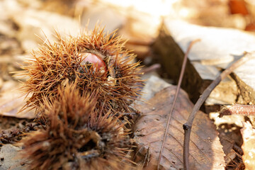 Gros plan sur des bogues contenant des ch&acirc;taignes &agrave; l'automne dans les C&eacute;vennes (Saint-Laurent-le-Minier)