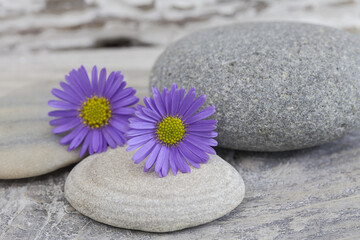 Fototapeta na wymiar Purple Daisy Flower Still Life