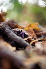 Amethyst Deceiver