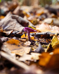 Amethyst Deceiver