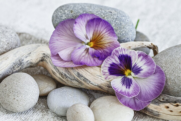 Purple Pansies With Driftwood And Pebble