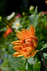Bunte Gartenblume // Colourful garden flower