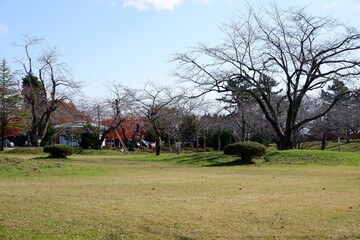 おいらせ　いちょう公園