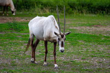 A herbivorous antelope, the Arabian oryx (Oryx leucoryx)